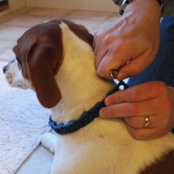 طوق الكلاب التعليمي Command collar - Image 3